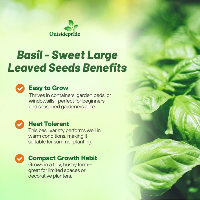1 LB Basil Seed - Large Leaf Sweet Basil Herb Seeds gallery
