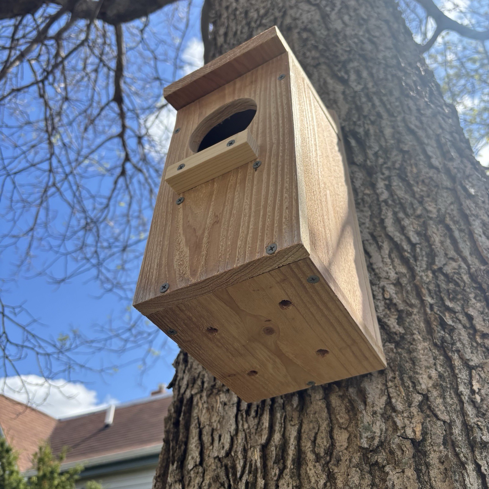 Large Cedar Owl Nesting Box House Screech Saw Whet Owl For Tree Fully Installed gallery