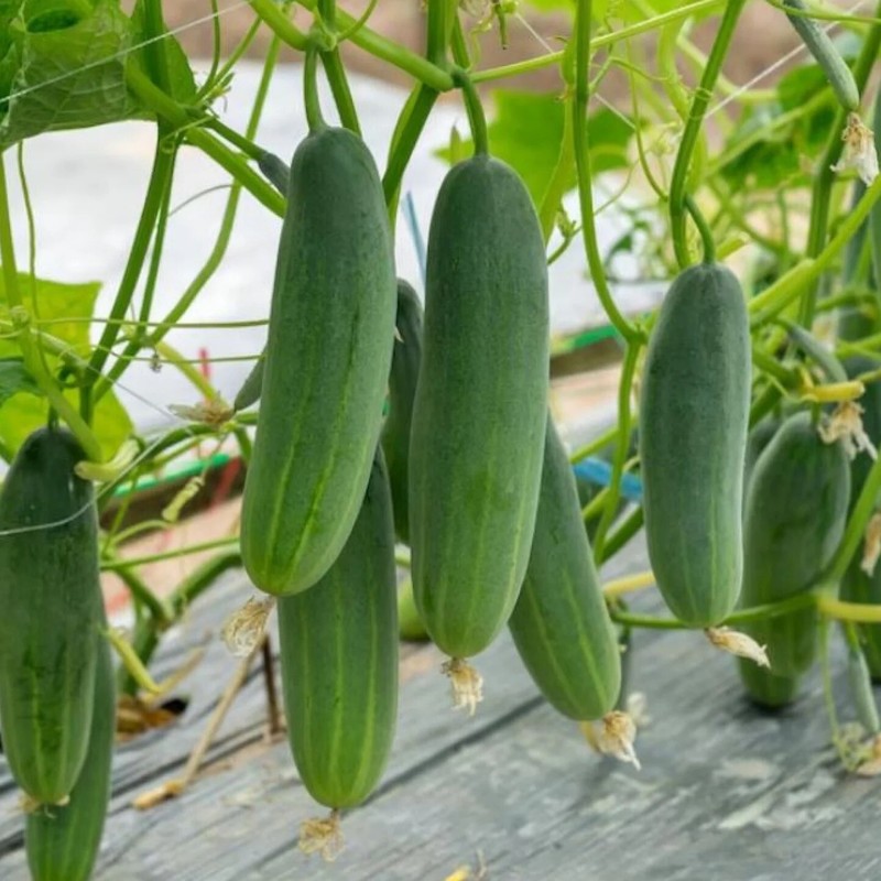 50+ Cucumber Seeds - Marketer | Vegetable Garden Pickling NON-GMO USA gallery