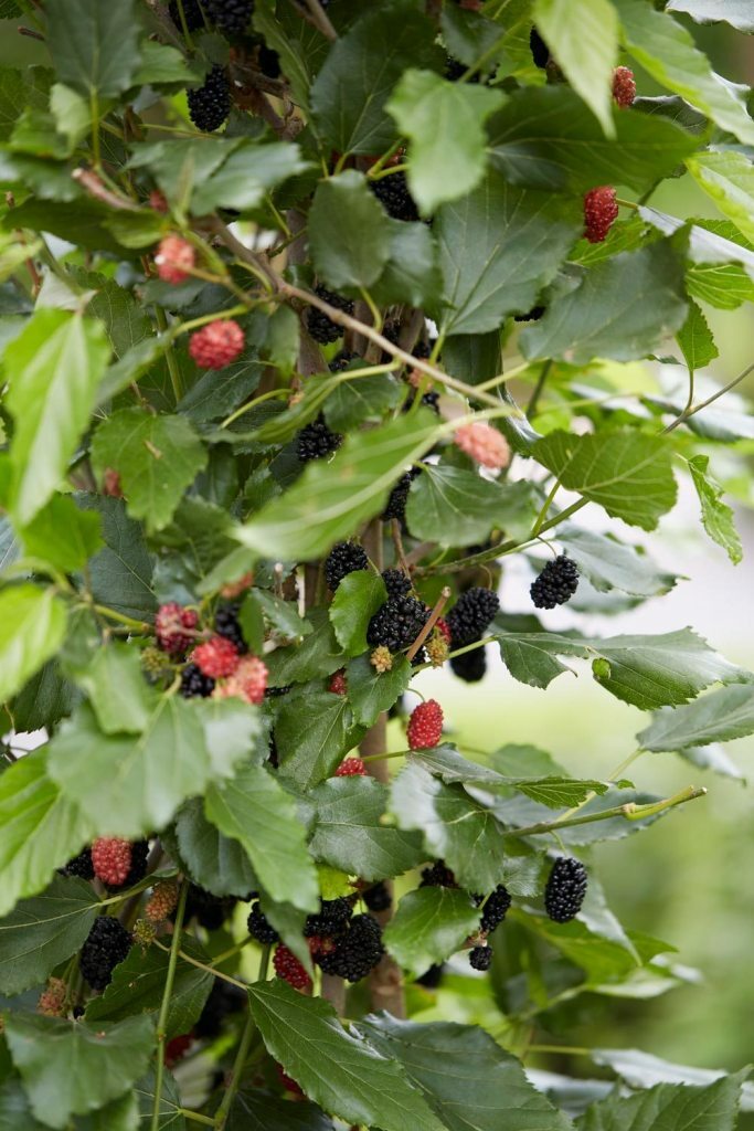 Dwarf Everbearing Mulberry get fruit right away Live Plant Free shipping gallery