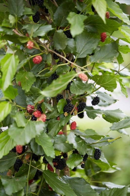 Dwarf Everbearing Mulberry get fruit right away Live Plant Free shipping gallery