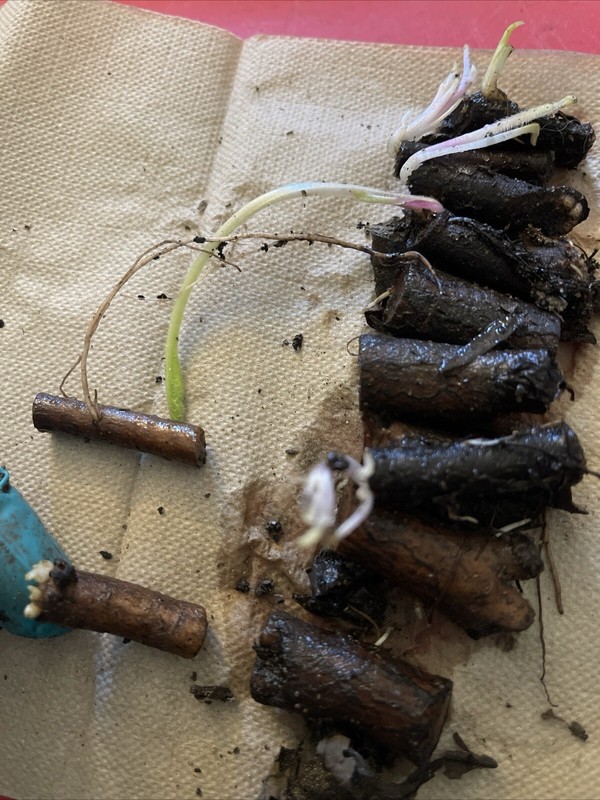 Russian Comfrey Bocking #14, (5) matured Root Cuttings or 1 Established plant gallery