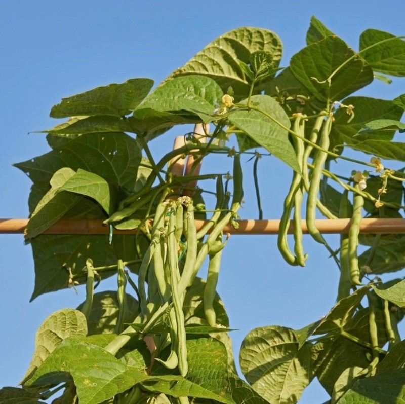 Blue Lake Stringless Pole Bean - Fresh Seeds - Non-GMO Heirloom 🇺🇸 USA Seller gallery