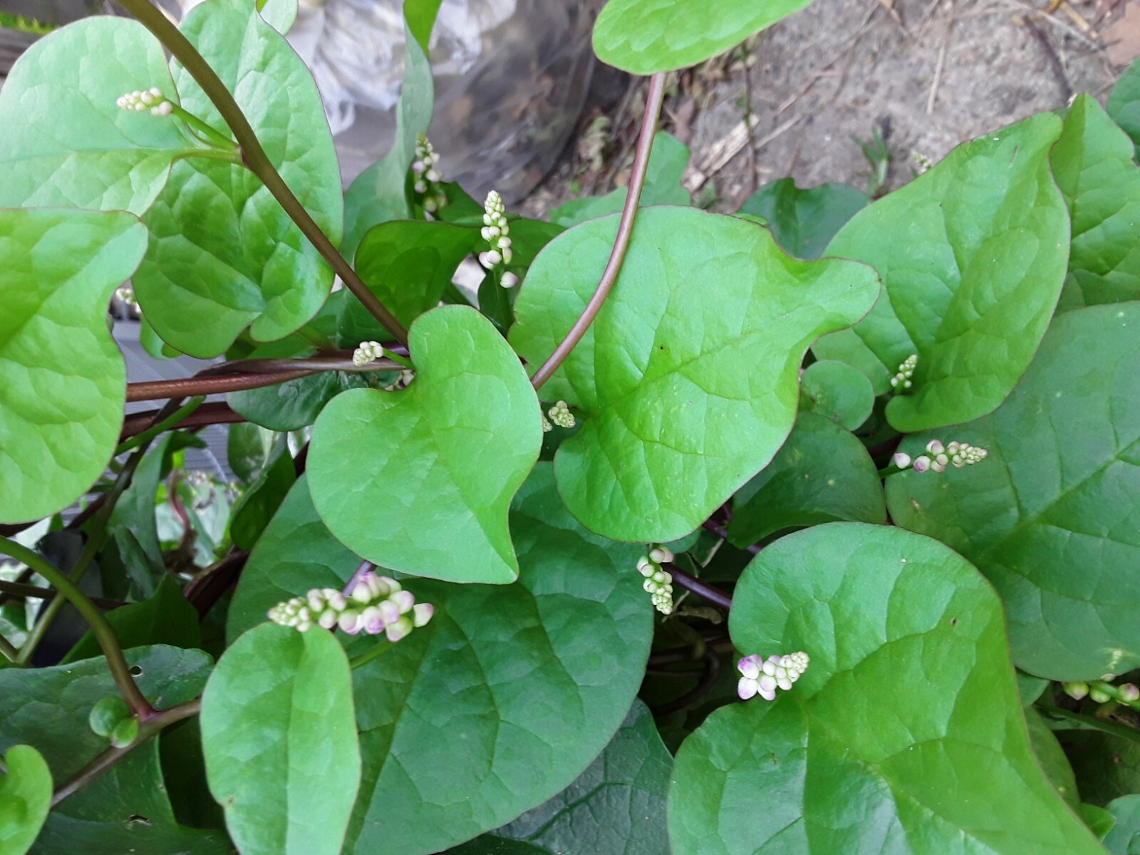 90+ Organic Red Stem Malabar Spinach Alugbati Mong Toi Poi Sang Ceylon seeds gallery