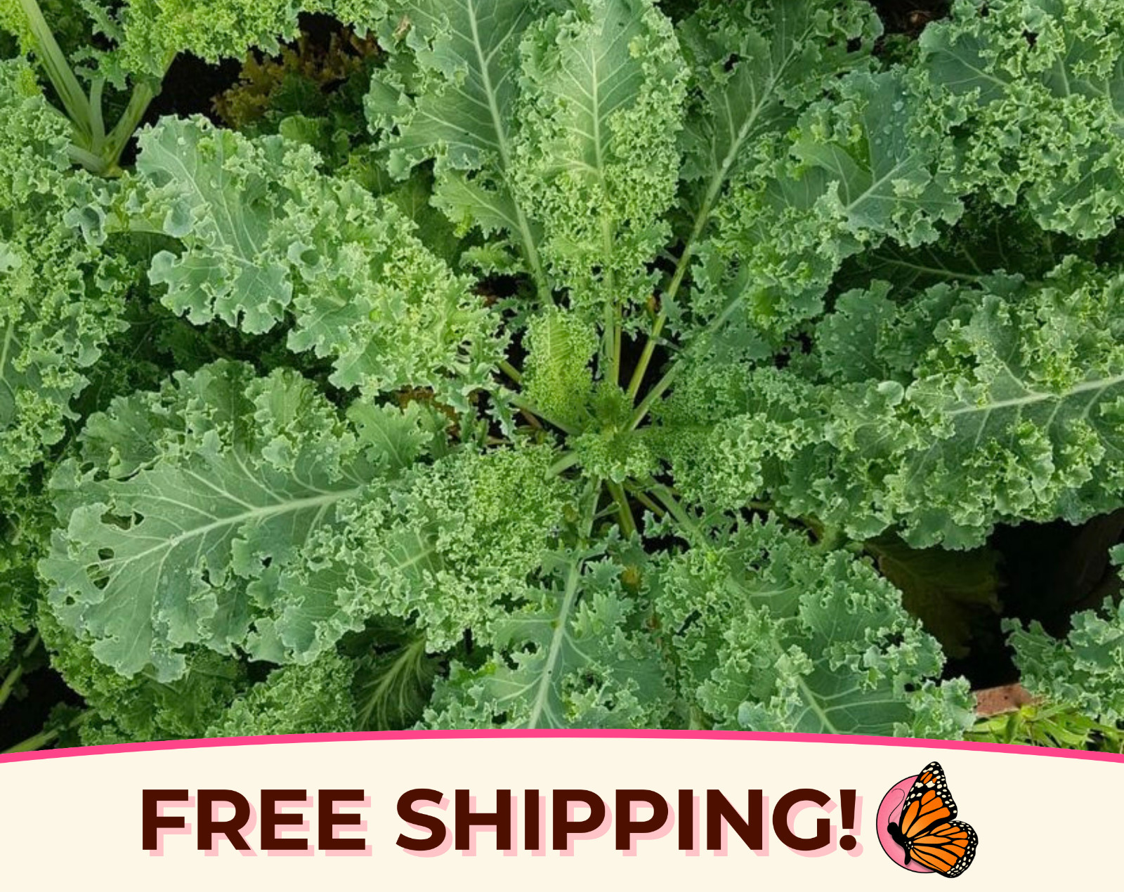 2500+ Kale Seeds 'Vates Blue Scotch Curled' | Heirloom, Non-GMO Vegetable Seeds gallery