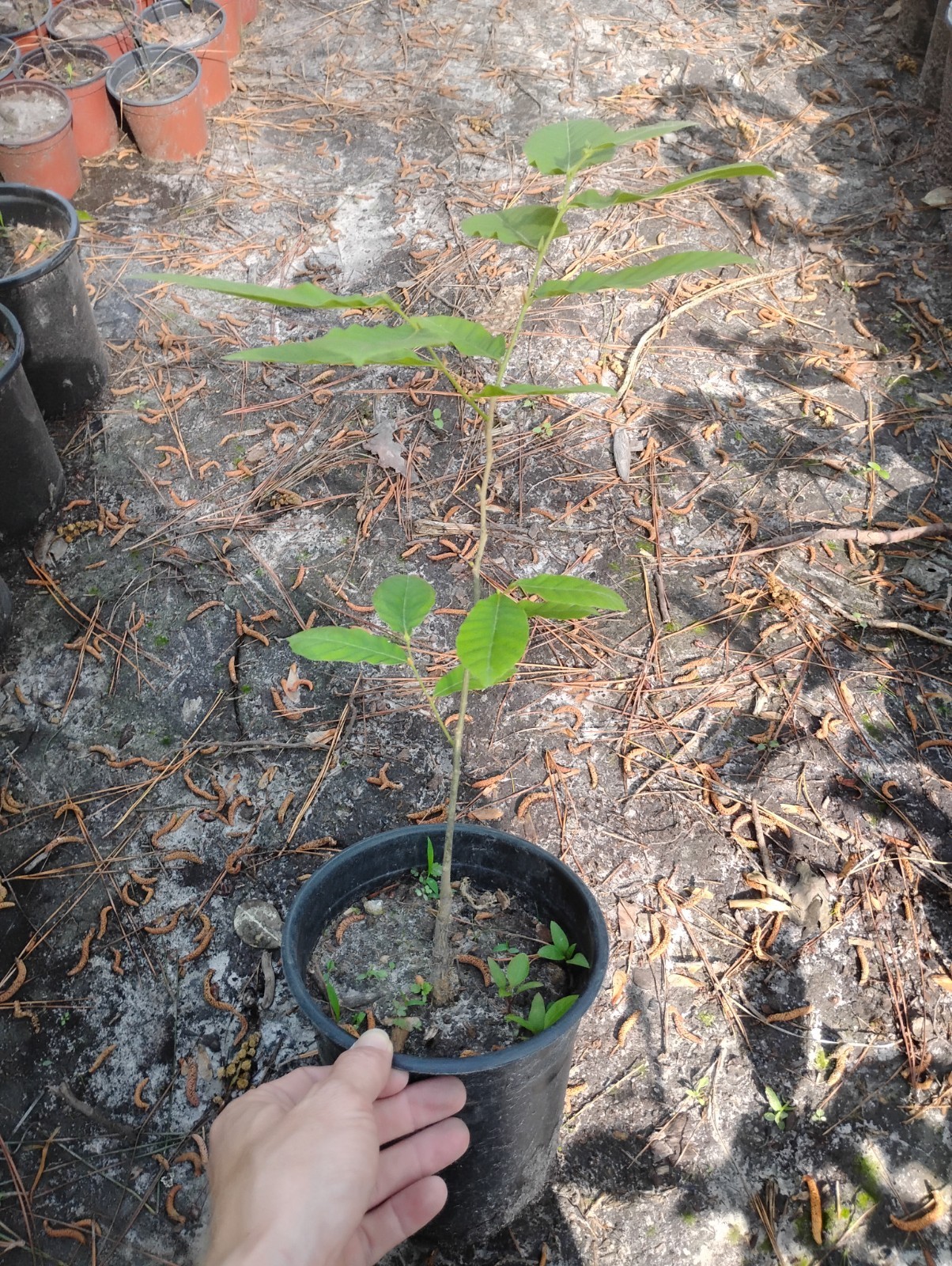 Chinese Chestnut Tree, 1 Gallon Pot. gallery