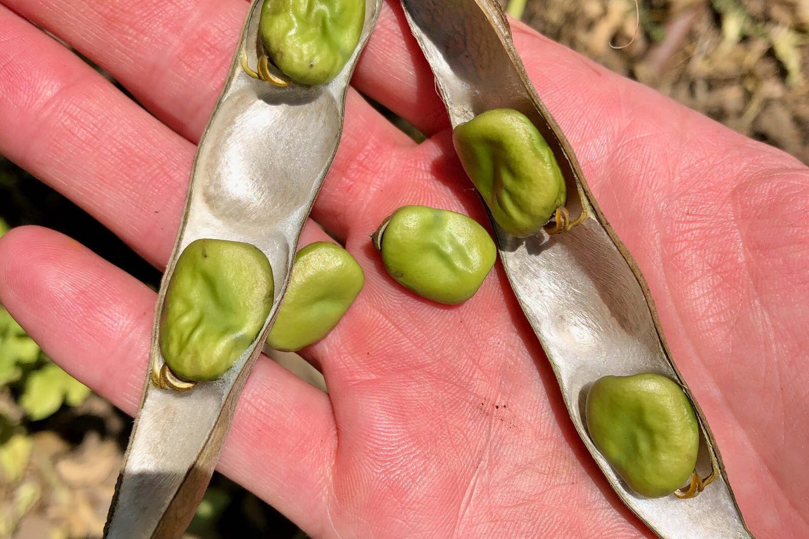 Crimson Flowered Fava Beans: Scarlet Red, Dark Green Bean, Heirloom Non-GMO Bulk gallery