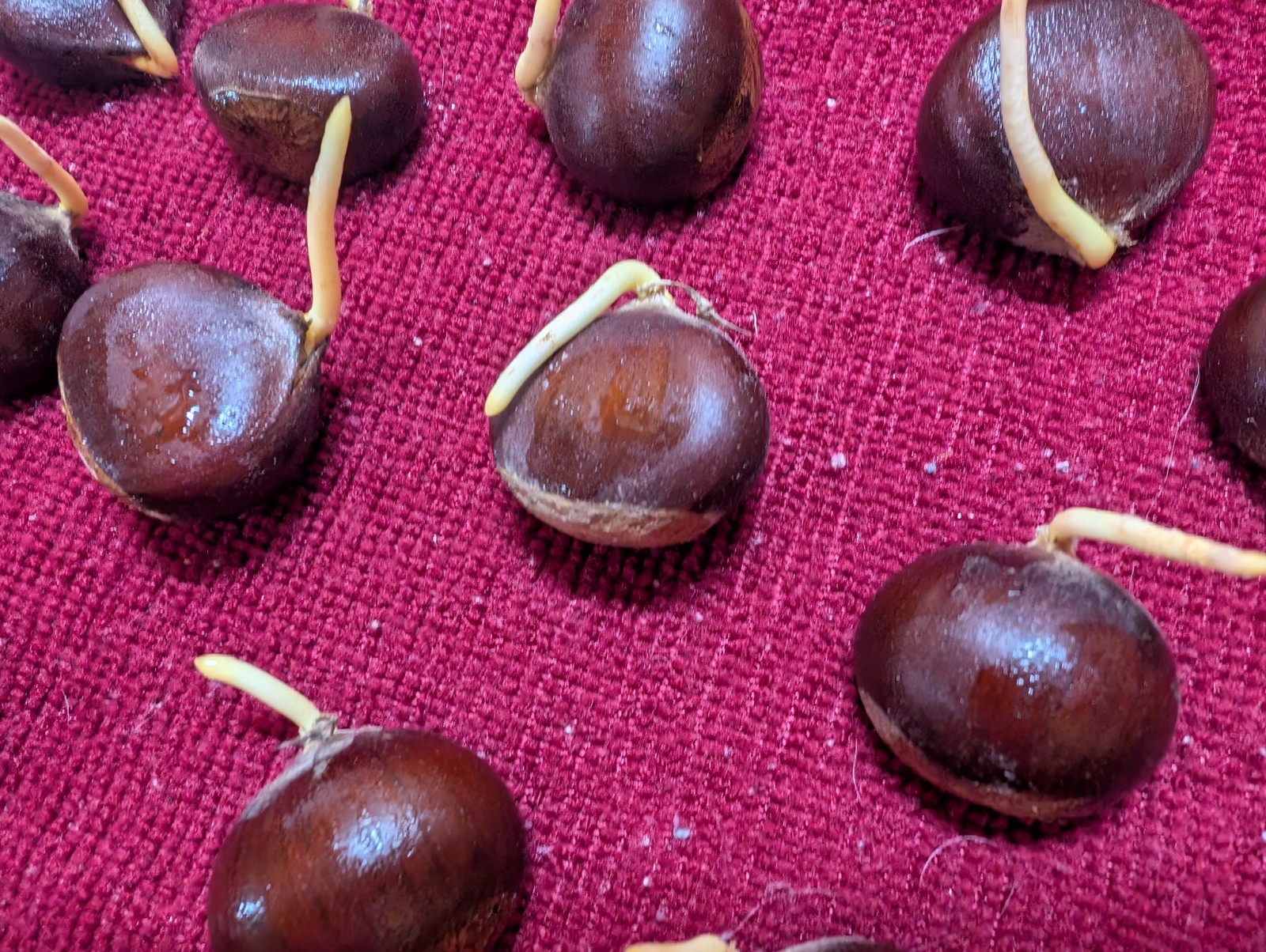 12 Chinese Chestnut Seeds (Ready to plant) gallery