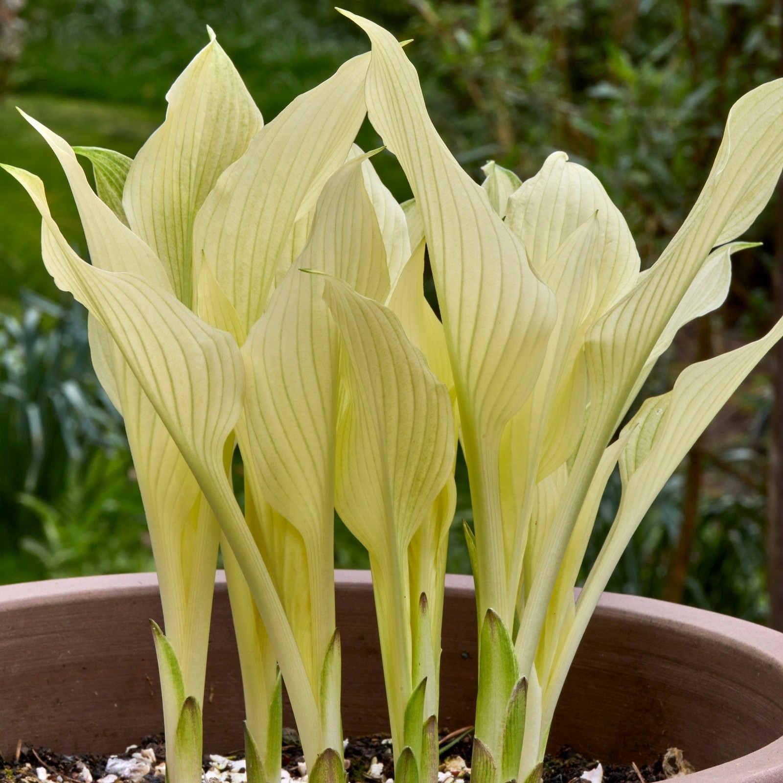 Hosta White Feather 3 Plant Roots, Bright Foliage in Shade Summer Blooms gallery