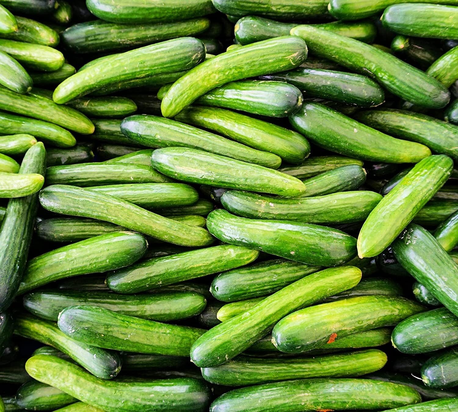 30 Alpha Cucumber Seeds for Planting Persian Beit Alpha Cucumis sativus gallery