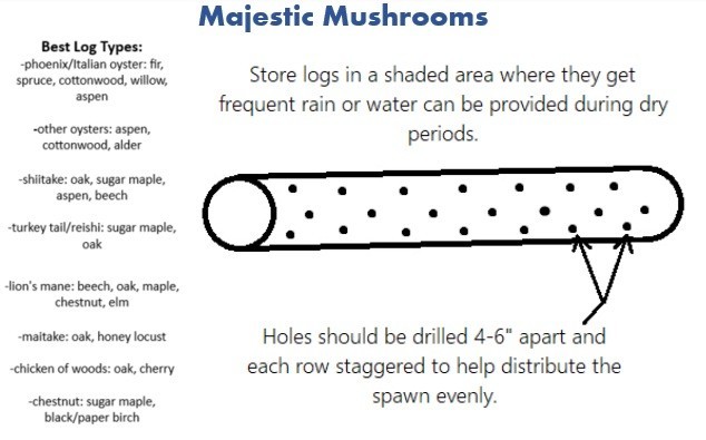 Lion's Mane Mushroom Plug Spawn 100X - FREE USA shipping gallery