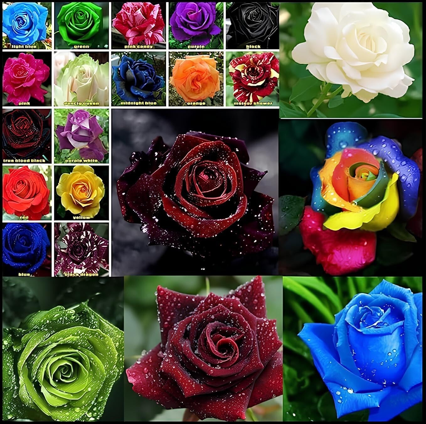 Multicolor Rose Flower Seeds, 99+ Seeds (Red, Blue, Purple, Black, Green, more) gallery