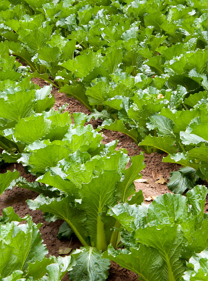 Michihili, Chinese Cabbage Seeds, NON-GMO, Variety Sizes, FREE SHIPPING gallery
