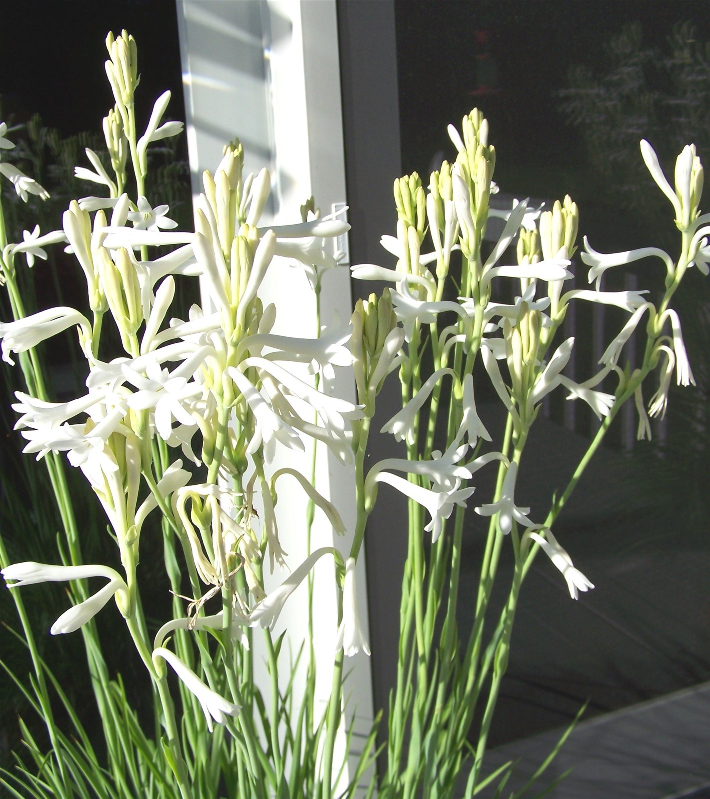White Tuberose Bulbs single large clump Mexican Fragrant Polianthes Agave Amica gallery