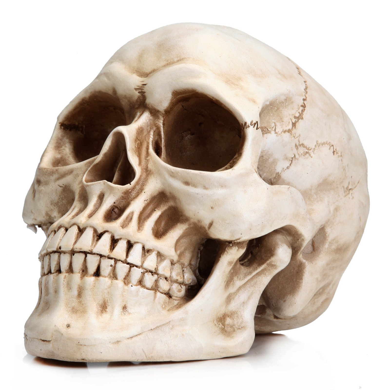 READAEER Life Size Resin Skull, Large Size Adult Skull Head Model for Home Decor gallery