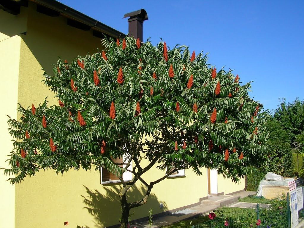 Winged Sumac Rhus Glabra 30+ Seeds gallery
