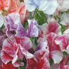 Streamer Mix Sweet Pea Seeds | 10 - 100 Seeds | Non-GMO | Free Shipping | 1210 gallery