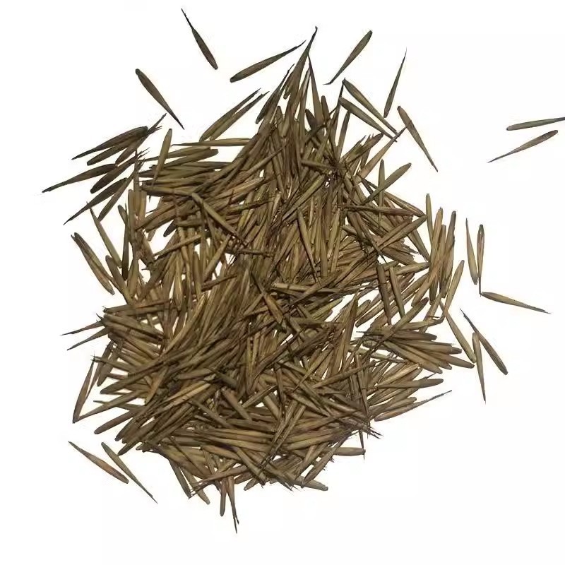 Giant Bamboo Seeds for Planting - Quick Growth and Winter Hardy (100 Seeds) gallery