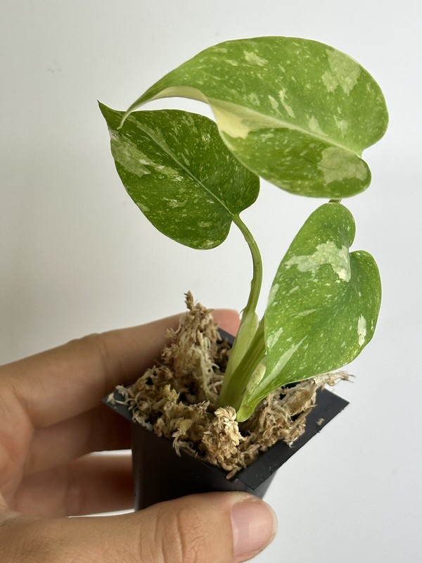 Monstera Thai constellation Variegated gallery
