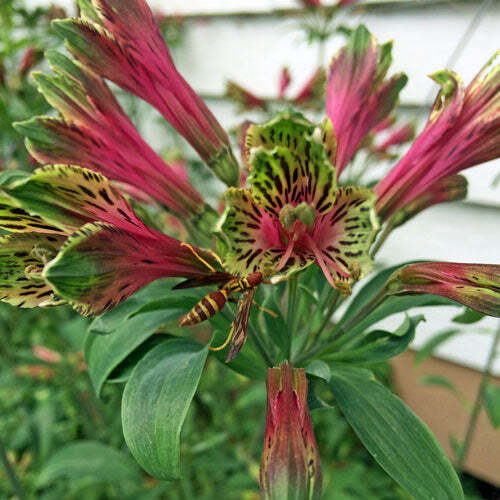 Alstroemeria psittacina | Parrot or Princess Lily | Lily of the Incas | 10 Seeds gallery
