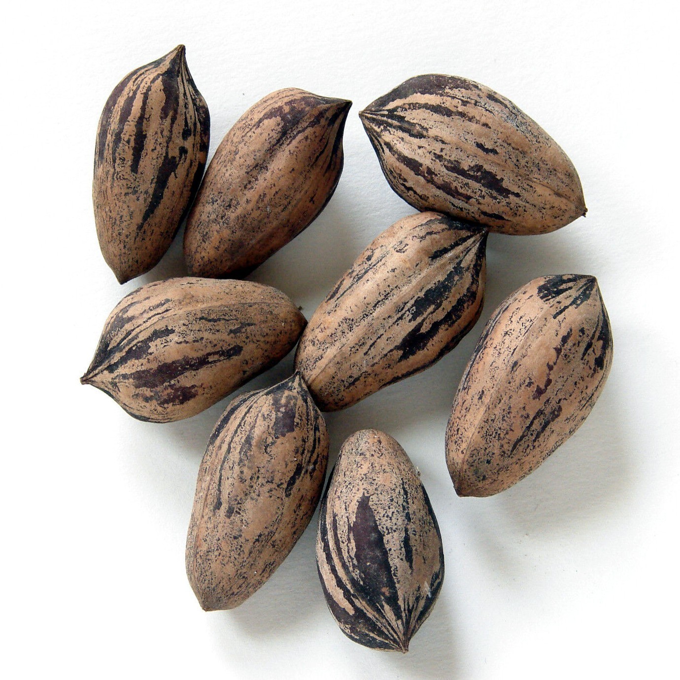 Northern Sweet Pecan Tree Seeds/Nuts (Carya illinoinensis) Hardy-Zone 5 Edible gallery