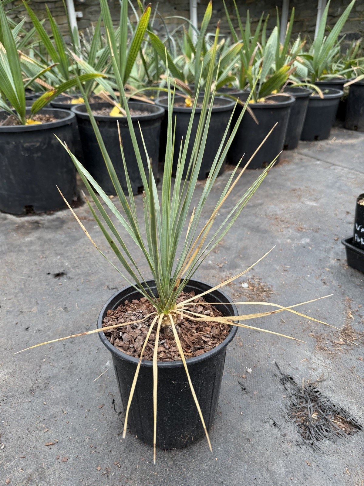 Yucca rostrata – 1 Gallon – Blue Beaked Yucca – Cold Hardy Desert Plant gallery