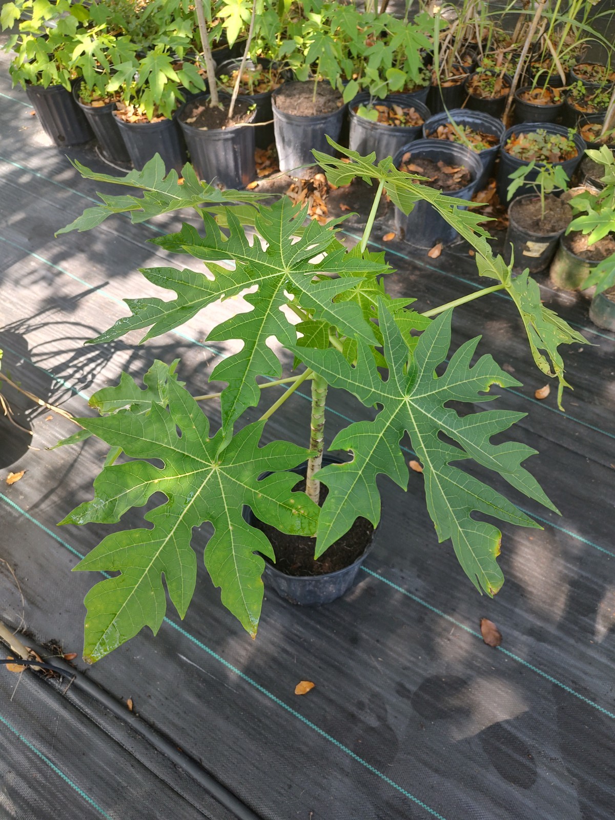 Papaya Red Lady 3 Gallon Pot gallery