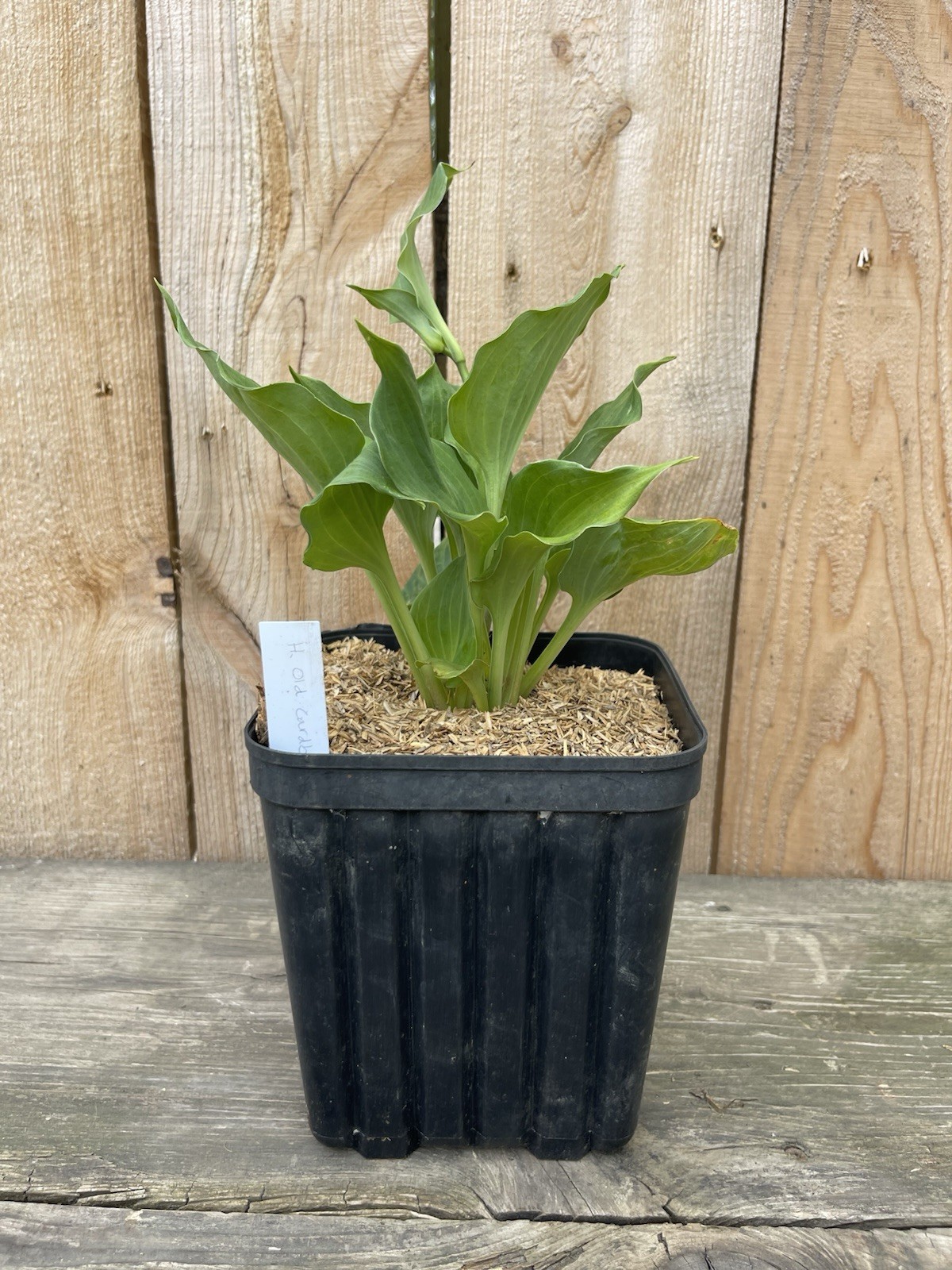 RARE! Hosta 'Old Cardboard Boxes' Plant 1gal Pot Unruly THICK Grey-blue Foliage! gallery