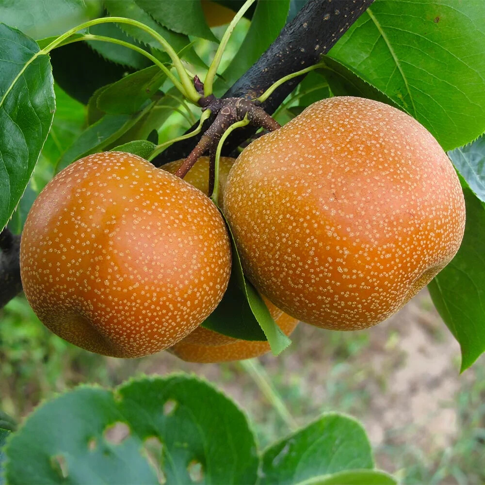 Pear "20th Century" Fruit Trees gallery