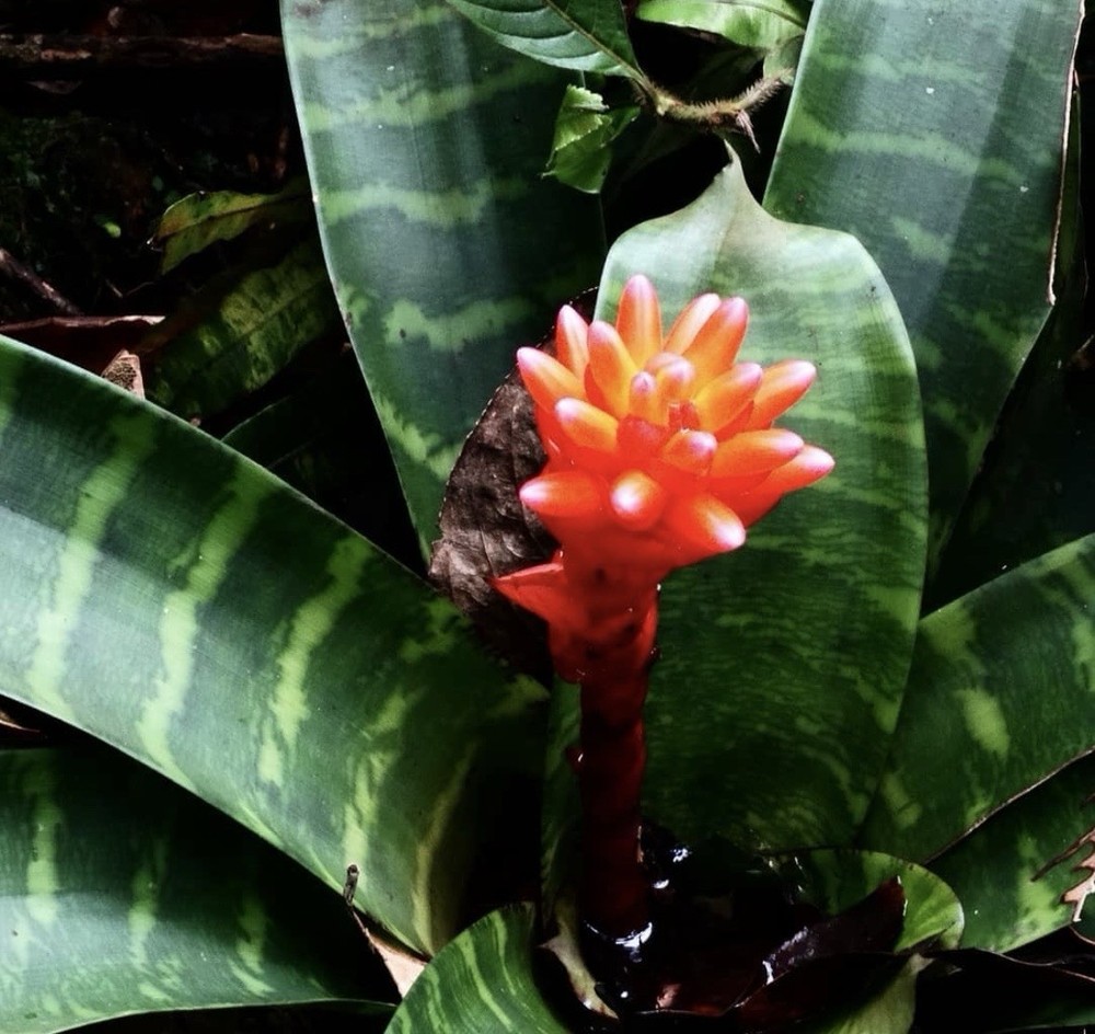 Guzmania musaica high Elevation Clone SPECIMEN SIZE rare Bromeliad Plant