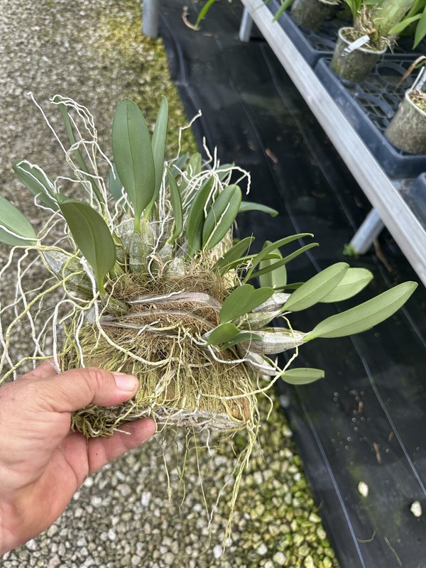 Dendrobium Aggregatum (lindleyi) Large Mounted Plant. WHOPPER gallery