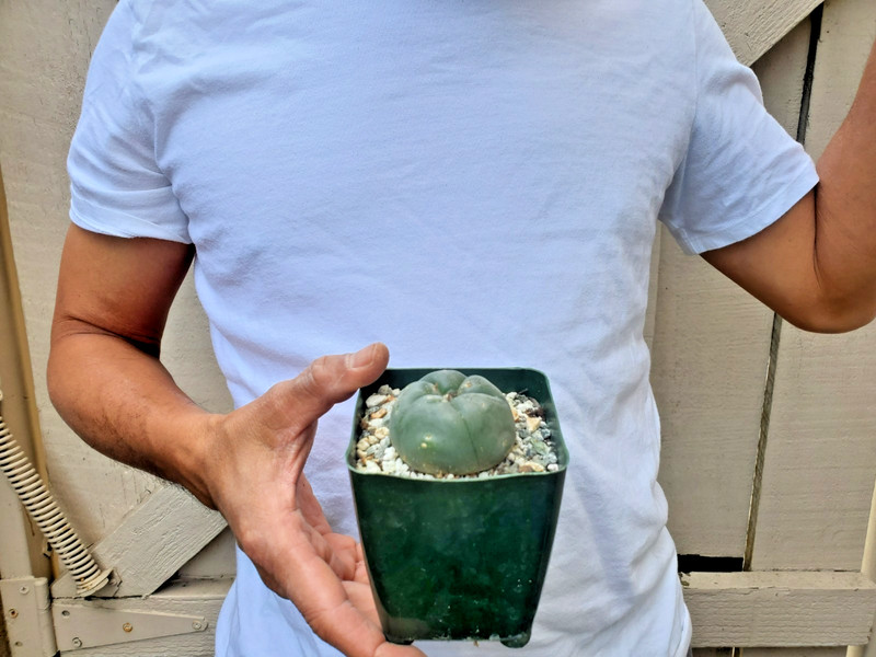 Unknown Cactus -G gallery