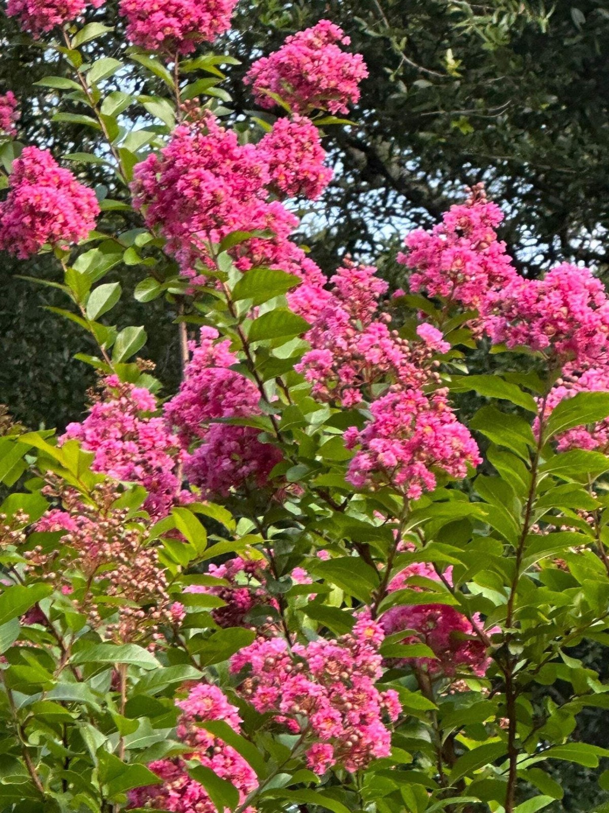 Cotton Candy Passion™ Crape Myrtle: Sweet and Vibrant Blooms gallery