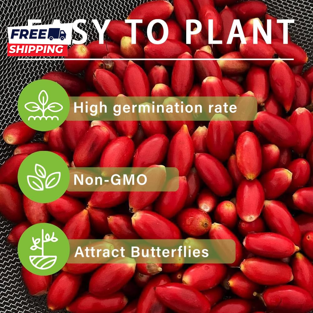 35+Tropical Miracle Berry Fruit Seed for Planting Outdoor-Edible Berries Plant Y gallery