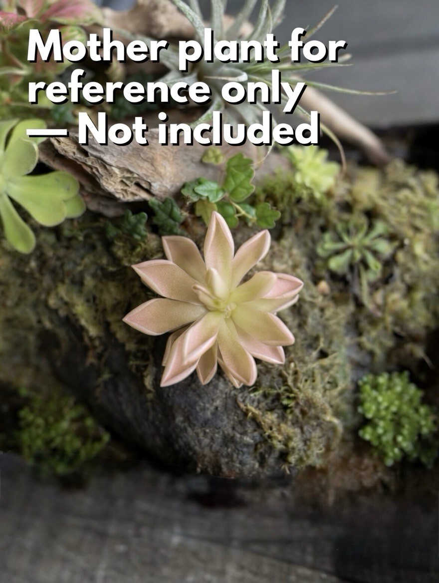 Butterwort - Pinguicula ‘Estrellita’ - Carnivorous Plant Start Propagation Kit gallery