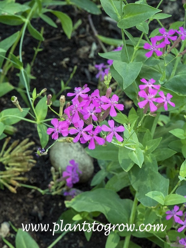 None So Pretty Catchfly Seeds (silene armeria), Sweet William Catchfly gallery