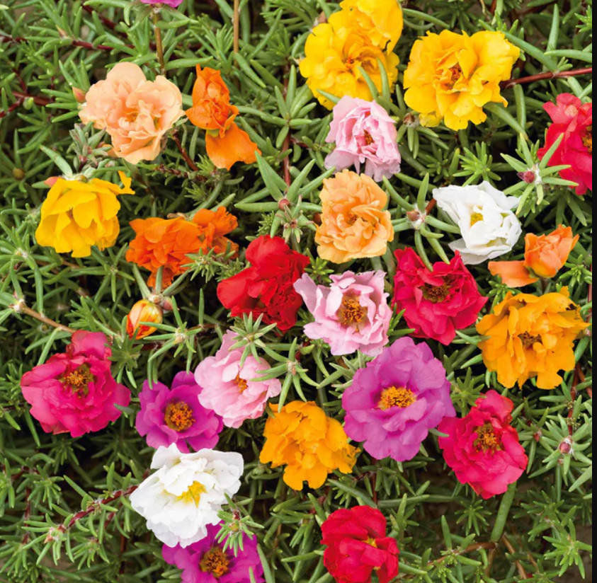 MOSS ROSE DOUBLE MIX Portulaca Low-growing Peony Blooms Pollinators 500 Seeds gallery