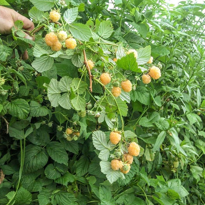 3 Fall Gold Raspberry Plant - Rubus idaeus - Starter Plug gallery