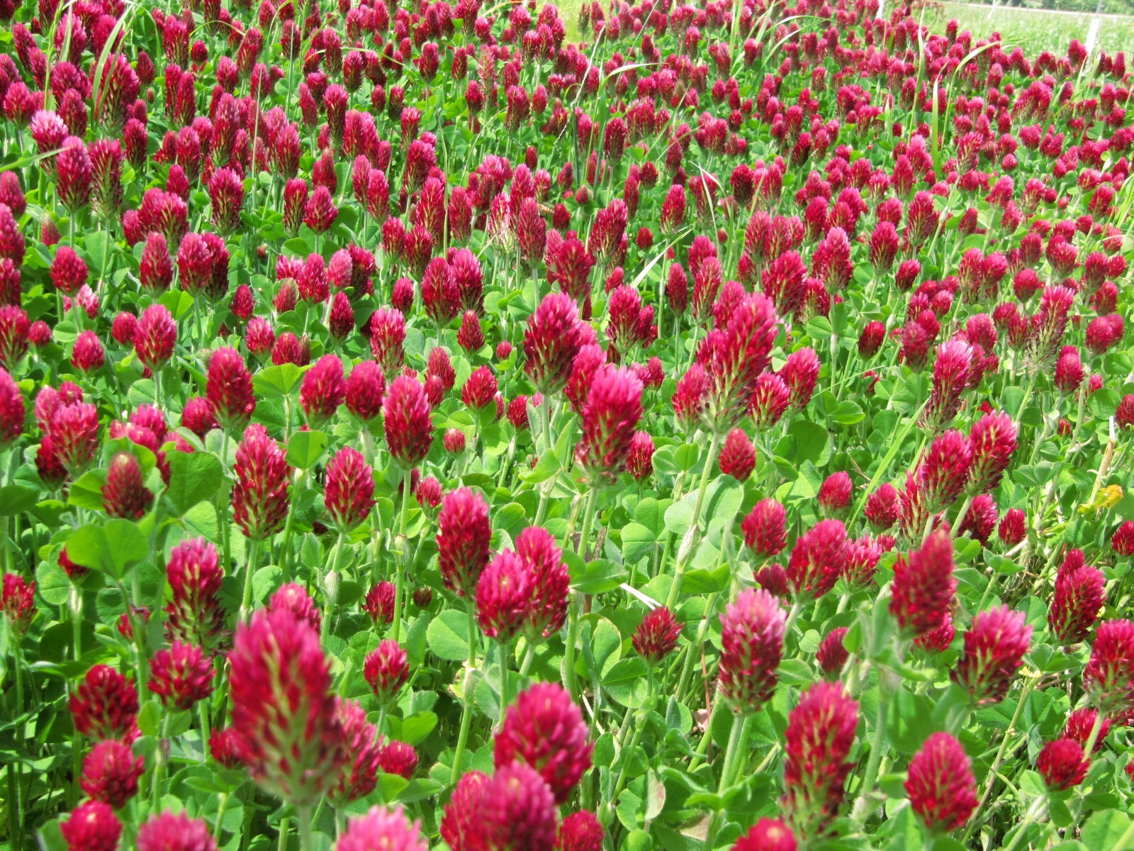 Crimson Clover Cover Crop Seeds For Planting - NON-GMO - Heirloom - Inoculated gallery