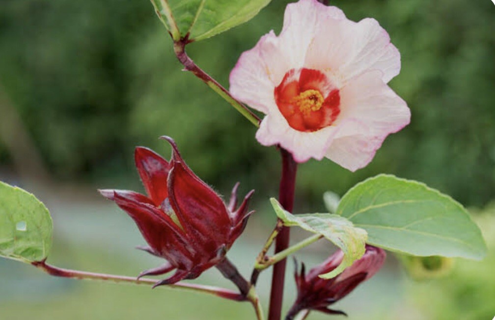 30 Plus Roselle Hibiscus Seeds-Non GMO-Asian Sour Leaf gallery