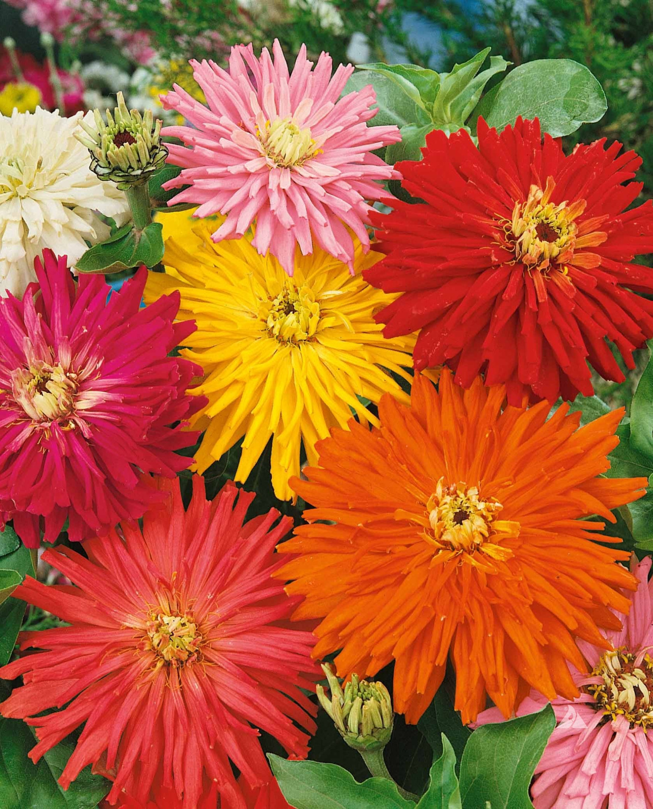 200+ CACTUS FLOWERED ZINNIA MIX -- HEAT DROUGHT TOLERANT ------ FRESH gallery