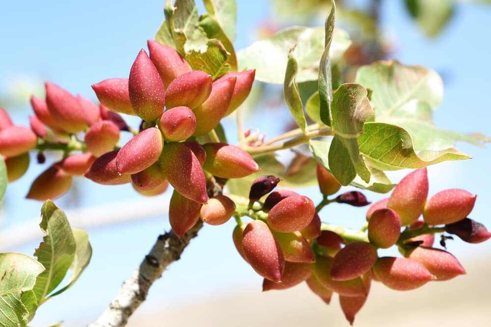 10 Pistachio Nut Tree Seeds for Planting - Pistacia Vera gallery