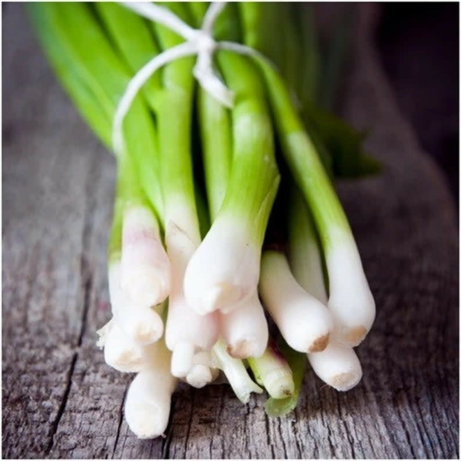 Tokyo Long White Bunching Onion Seeds, Scallions, NON-GMO, FREE SHIPPING gallery