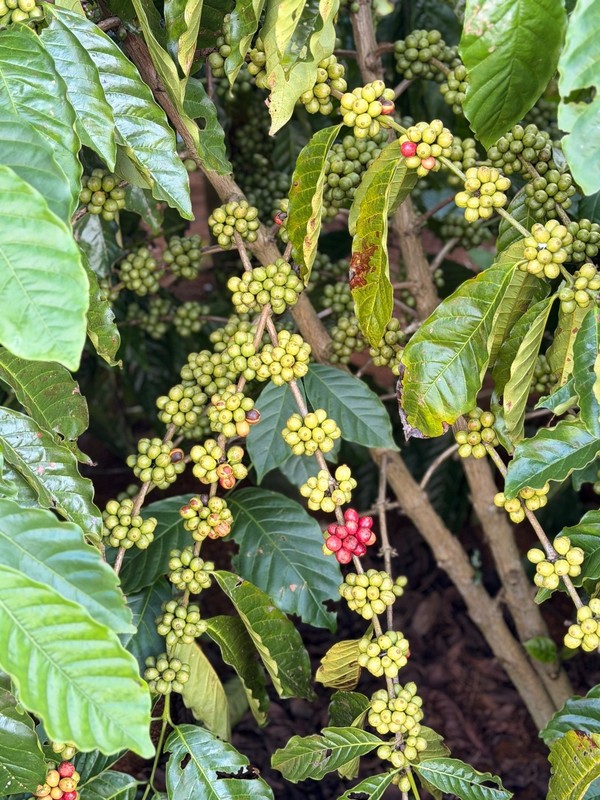 Green Coffee Beans – Single-Origin Vietnam – Robusta – Unroasted – 2 lb gallery