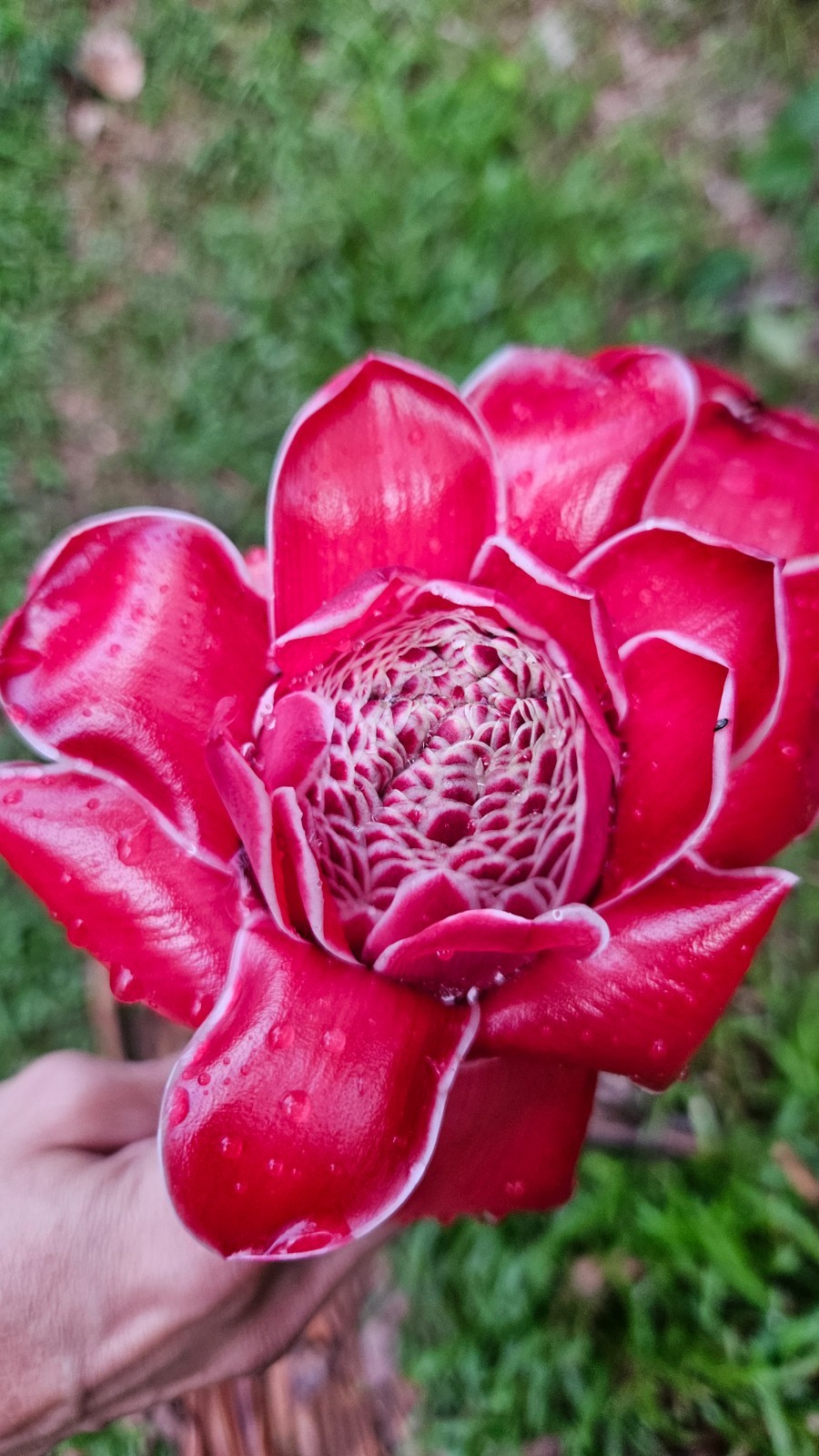 1 Fresh Red torch ginger rhizomes, Etlingera elatior exotic Flower gallery