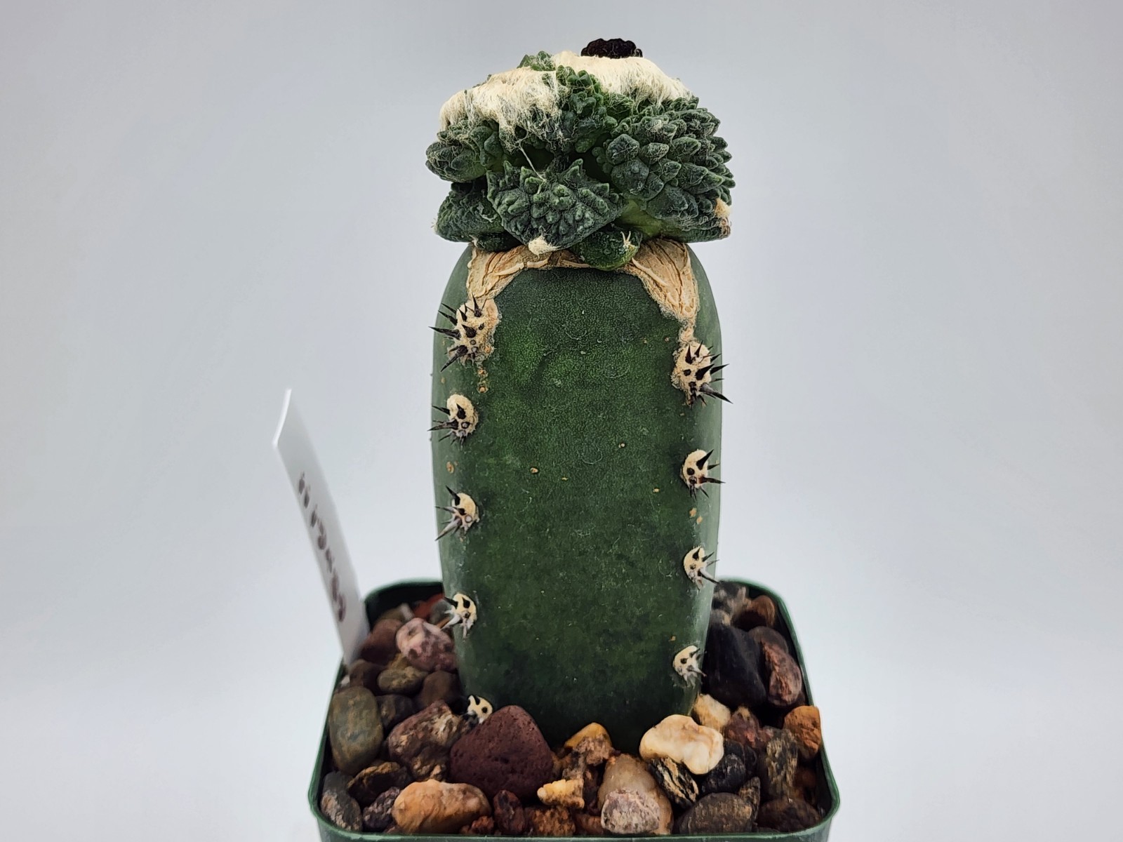 A. f. cv Godzilla Coral - Grafted gallery