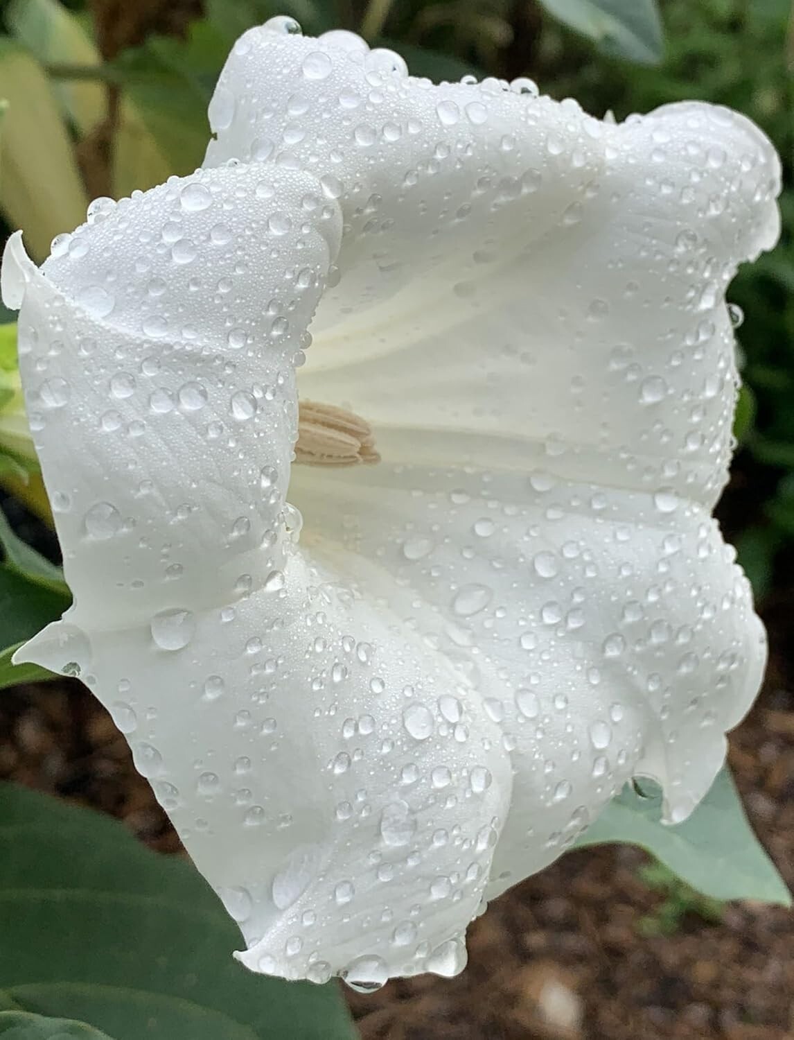 Exotic and Fragrant Blooms for a Unique Touch pack of 50 seeds home gardening gallery