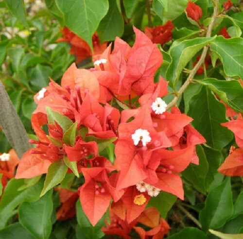 Bougainvillea - 'Flame' gallery