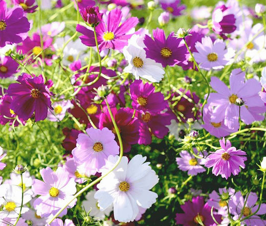 COSMOS SENSATION MIX Cosmos Bipinnatus - 5,000 Bulk Seeds gallery