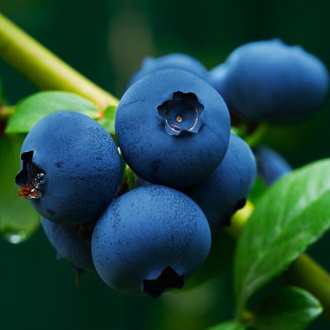 200+ SOUTHERN BLUEBERRY FRUIT SEEDS SWEET NON GMO FRESH HARVEST FREE SHIPPING gallery